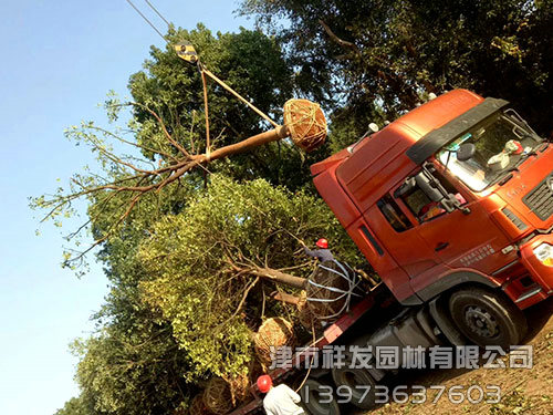 20公分香樟，多桿香樟發(fā)車-(1)